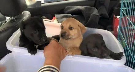 娱乐吃瓜酱阿姨卖小狗,娱乐吃瓜酱背后的温馨故事